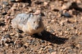 A Small Pika resting in the rocks Royalty Free Stock Photo