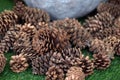 A small pile of dried pine balls