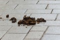 Pile of fresh horse manure on paving stone in the middle of the street Royalty Free Stock Photo