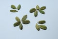 Green Dried cardamom seeds isolated on white background Royalty Free Stock Photo