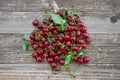 Small pile of harvested fresh and juicy organic red riped sour cherries