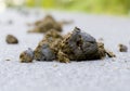 Small pile of horse manure on a road Royalty Free Stock Photo