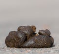 Small pile of horse manure on a road Royalty Free Stock Photo