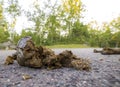 Small pile of horse manure on a road Royalty Free Stock Photo