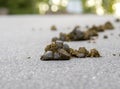 Small pile of horse manure on a road Royalty Free Stock Photo