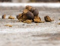 Small pile of horse manure on a road Royalty Free Stock Photo