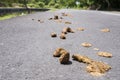 Small pile of horse shit or poo on a country side road. Royalty Free Stock Photo