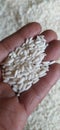 A small pile of long-grain white rice rests in the palm of a hand. Royalty Free Stock Photo