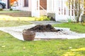 Small pile of rotted manure on tarp in the front yard. Garden shovel and basket near heap. Concept of organic farming