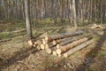 A pile of sawed pine logs in the forest. Royalty Free Stock Photo