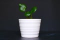 Small pilea peperomioides chinese money or UFO plant cutting in white in front of dark background