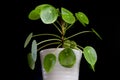 Small Pilea Peperomioides house plant