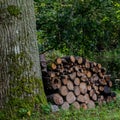 Small piled logs against a tree, deep in the forest