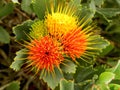 Small Pin Cushion Protea 1 Royalty Free Stock Photo