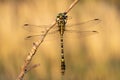 The small pincertail or green-eyed hook-tailed dragonfly Onychogomphus forcipatus in Czech Republic