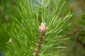 Small pine buds on a branch in spring close-up Royalty Free Stock Photo