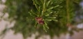 Small pine cones on Fraser fir tree