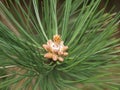 Small Pine Cones on the tip of a conifer tree Royalty Free Stock Photo