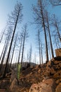 A small pine grows in the middle of a burned forest in a vertical image