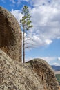 Small pine on a rock against the sky with clouds Royalty Free Stock Photo