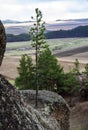 Small pine on a rock against the sky and fields Royalty Free Stock Photo