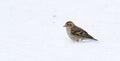 Small Pine Siskin finch (Carduelis pinus) looks for seeds in springtime corn snow. Royalty Free Stock Photo