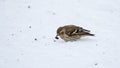 Small Pine Siskin finds and eats a sunflower seed as it searches for seed Royalty Free Stock Photo