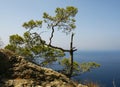 Small pine tree