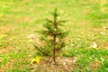 Small Pine Tree Alone in Field