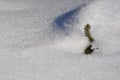 Small pine tree branch covered with snow, close up Royalty Free Stock Photo