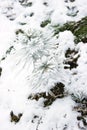 Small pine tree covered with snow