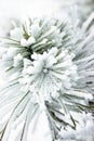 Small pine tree covered with snow