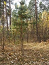 A small pine tree dressed up in golden autumn leaves. Autumn in a pine forest. Nature in the vicinity of Petrovsk, Saratov region