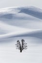 Small pine tree dwarfed by deep snows in Yellowstone