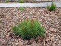 A small pine tree in a flower bed Royalty Free Stock Photo