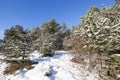 small pine tree in the forest in winter Royalty Free Stock Photo