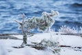 Small pine tree frozen in lake shore at cold winter morning