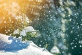 Small pine tree with green needles covered with deep fresh clean snow on blurred blue copy space background. Merry Christmas and Royalty Free Stock Photo