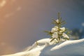 Small pine tree with green needles covered with deep fresh clean snow on blurred blue copy space background. Merry Christmas and Royalty Free Stock Photo