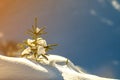 Small pine tree with green needles covered with deep fresh clean snow on blurred blue copy space background. Merry Christmas and Royalty Free Stock Photo