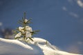 Small pine tree with green needles covered with deep fresh clean snow on blurred blue copy space background. Merry Christmas and Royalty Free Stock Photo