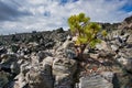 Small pine tree growing out of an obsidian lava flow Royalty Free Stock Photo