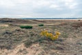 Dying young pine tree