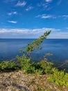 A small pine tree on a high seashore on the island of Saaremaa Royalty Free Stock Photo