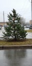 Small pine tree in the middle of the road Royalty Free Stock Photo