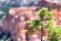 Small pine tree with mountain landscape in background Royalty Free Stock Photo