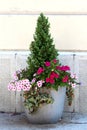 Small pine tree planted in concrete flower pot surrounded with Petunia flowers and crawler plants in front of family house wall