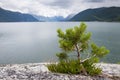 Small pine tree on a rocks with lake and mountains on a background, Norway Royalty Free Stock Photo