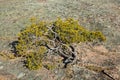 Small pine tree at rocky seashore. Royalty Free Stock Photo