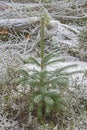 Small pine tree sapling in rural woodland forest in winter Royalty Free Stock Photo